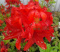 Azalia wielkokwiatowa Crosswater Red