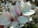 Nawóz do magnolii 1,2kg