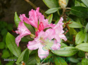 Nawóz do rododendronów hortensji i azalii 3kg