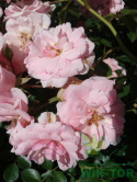 Róża wielokwiatowa Bonica
