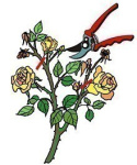 Róża okrywowa Swallow