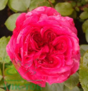 Róża wielokwiatowa Xenon Red