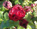 Róża wielokwiatowa Xenon Red