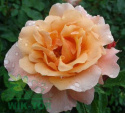 Róża wielokwiatowa Minerwa