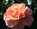 Róża wielokwiatowa Minerwa