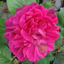 Róża damasceńska Tristar