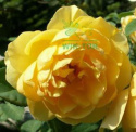 Róża parkowa Isaak