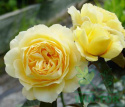 Róża parkowa Isaak