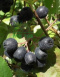 Aronia czarnoowocowa Viking pienna