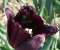 Tulipan strzępiasty Fringed Black 1szt