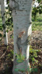 Brzoza Jacquemonta Betula