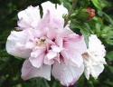 Ketmia syryjska Lady Stanley hibiskus hibiscus