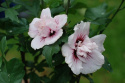 Ketmia syryjska Lady Stanley hibiskus hibiscus