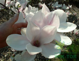 Magnolia Soulange'a 'Alba Superba'