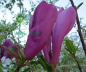 Magnolia Nigra