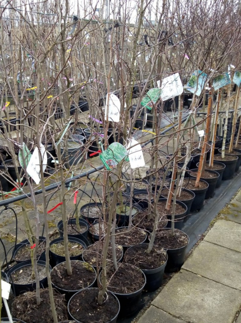 Ambrowiec amerykański Liquidambar styraciflua Ambrowiec amerykański Liquidambar styraciflua
