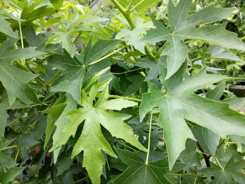 Ambrowiec amerykański Liquidambar styraciflua Ambrowiec amerykański Liquidambar styraciflua