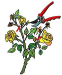 Róża wielkokwiatowa Sigrun