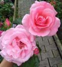 Róża wielkokwiatowa Sigrun