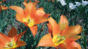 Tulipan liliokształtny Synadea Orange