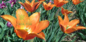 Tulipan liliokształtny Synadea Orange