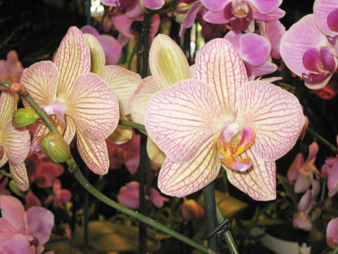 Substral pałeczki nawozowe do orchidei 10szt Substral pałeczki nawozowe do orchidei 10szt