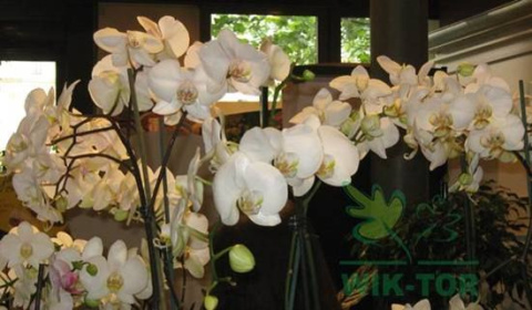 Substral pałeczki nawozowe do orchidei 10szt Substral pałeczki nawozowe do orchidei 10szt