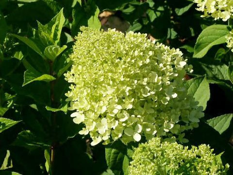 Hortensja bukietowa Little Lime pienna Hortensja bukietowa Little Lime pienna