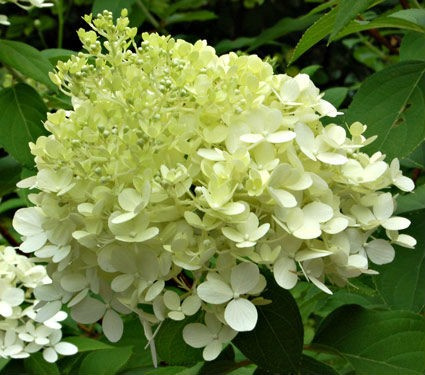Hortensja bukietowa Little Lime pienna Hortensja bukietowa Little Lime pienna