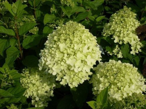 Hortensja bukietowa Little Lime pienna Hortensja bukietowa Little Lime pienna
