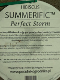 Ketmia bylinowa Summerific Perfect Storm Hibiskus