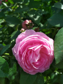 Róża pnąca Smilla