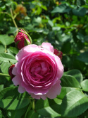 Róża pnąca Smilla