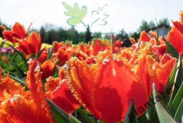 Tulipan Fabio dwubarwny 10szt