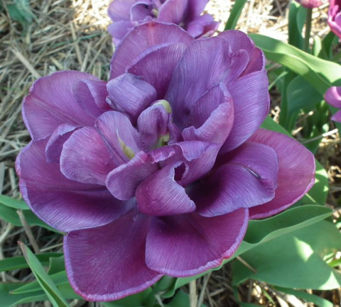 Tulipan pełny Blue Diamond fioletowy 10sztuk Tulipan pełny Blue Diamond fioletowy 10sztuk