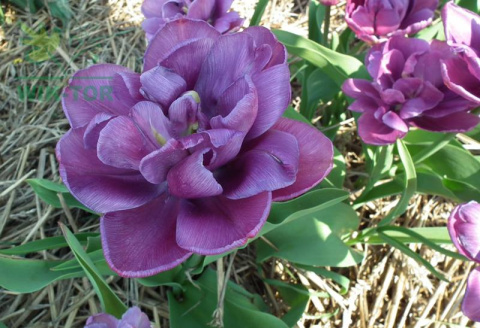Tulipan pełny Blue Diamond fioletowy 10sztuk Tulipan pełny Blue Diamond fioletowy 10sztuk