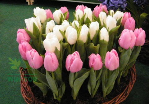 Tulipan Fabio dwubarwny 5szt Tulipan Fabio dwubarwny 5szt