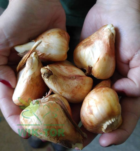 Tulipan Fabio dwubarwny 5szt Tulipan Fabio dwubarwny 5szt