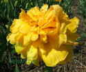 Tulipan pełny Yellow Pomponette żółty 10szt