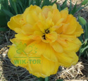 Tulipan pełny Yellow Pomponette żółty 10szt