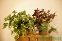 Florovit vital complex aplikator do roślin zielonych 30ml