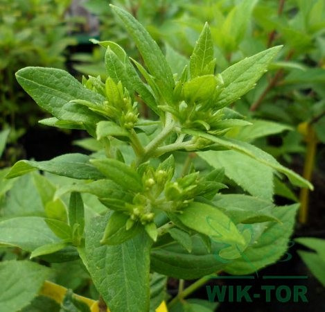 Hortensja bukietowa Little Alf Hortensja bukietowa Little Alf