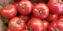 Nawóz do pomidorów i papryki 1,2kg Agrecol