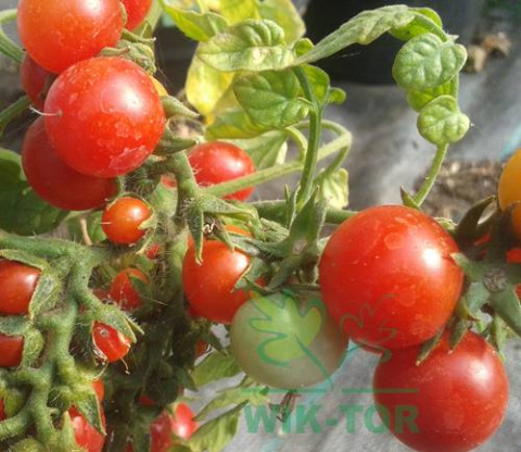 Obornik owczy granulowany 4,5l Florovit Obornik owczy granulowany 4,5l Florovit