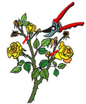 Róża wielkokwiatowa Eudoksja