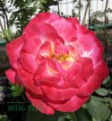Róża wielkokwiatowa Eudoksja