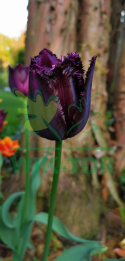 Tulipan strzępiasty Fringed Black 5szt