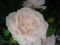 Róża pnąca Pink Alisse