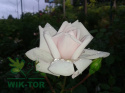 Róża pnąca Pink Alisse
