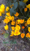 Krokus wielkokwiatowy Golden Yellow 8szt + GRATIS